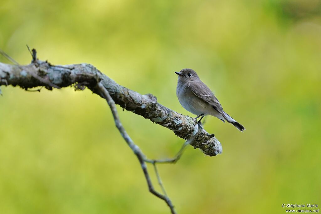 Taiga Flycatcher female adult