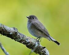 Taiga Flycatcher