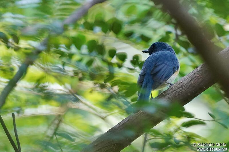 Tickell's Blue Flycatcher male adult