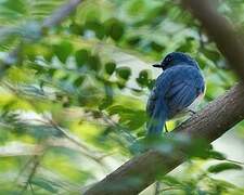 Tickell's Blue Flycatcher