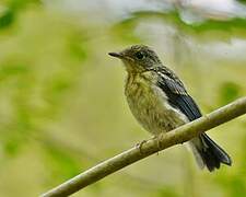 Tickell's Blue Flycatcher