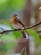 Hill Blue Flycatcher