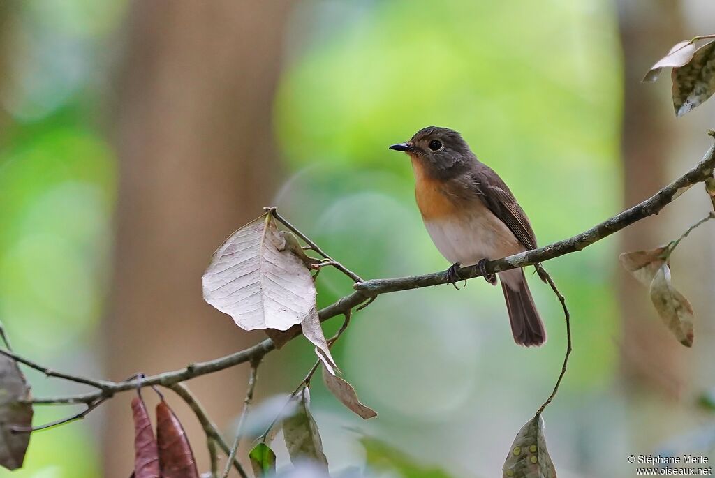 Hill Blue Flycatcher female