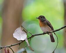 Hill Blue Flycatcher