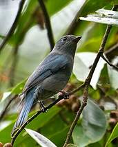 Gobemouche de Zappey