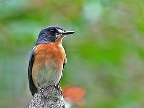 Gobemouche des mangroves