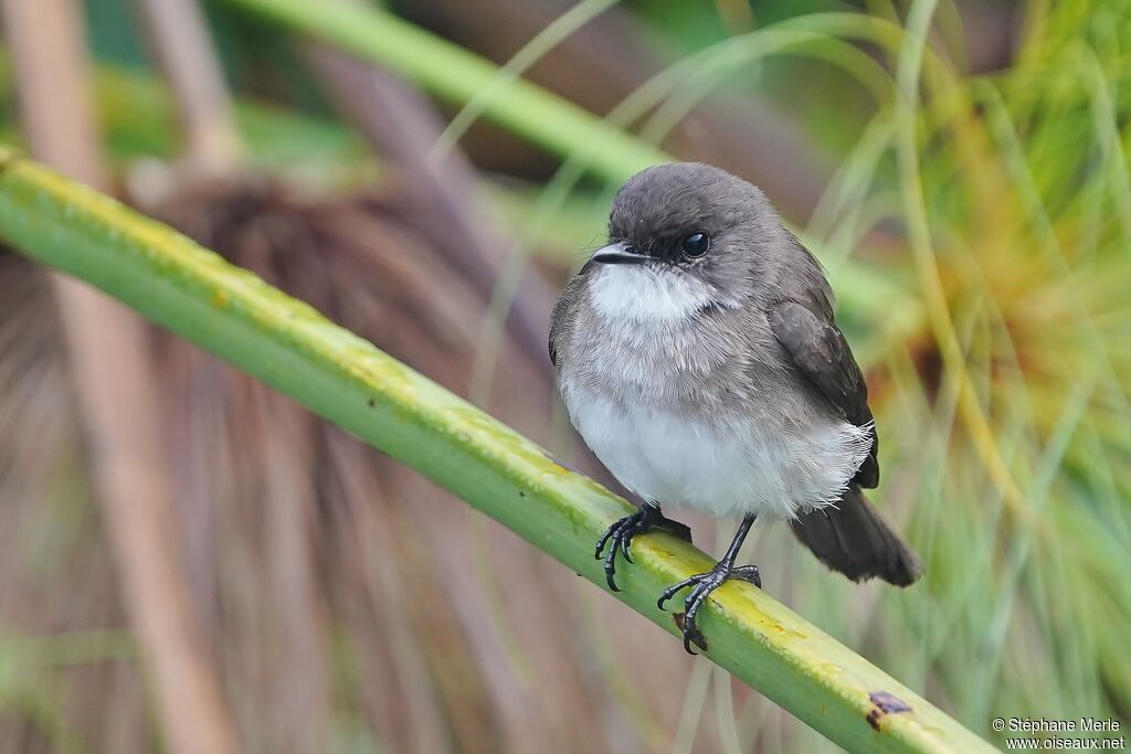 Swamp Flycatcheradult