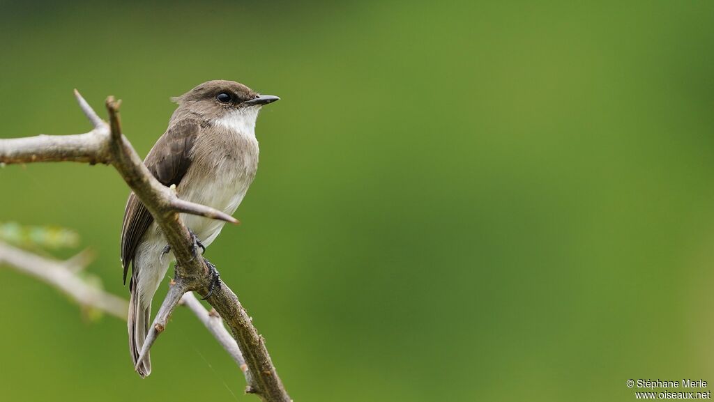 Swamp Flycatcheradult