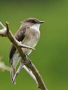 Swamp Flycatcher