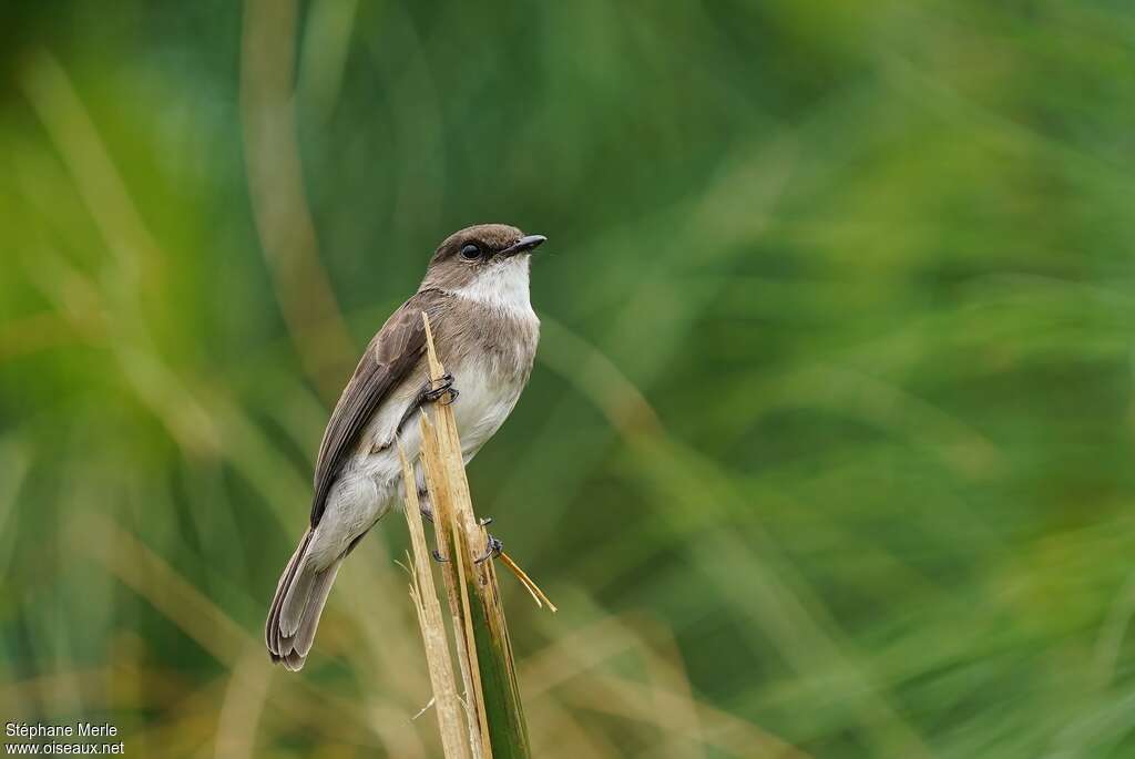 Gobemouche des maraisadulte, pêche/chasse