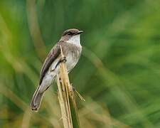 Gobemouche des marais