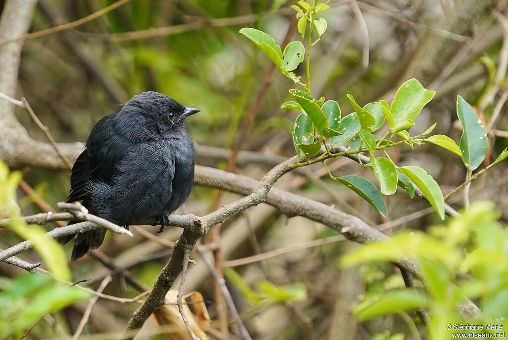 Northern Black Flycatcheradult