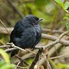 Gobemouche drongo