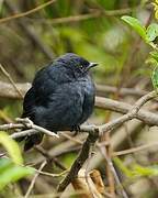 Northern Black Flycatcher