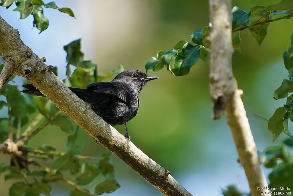 Northern Black Flycatcher