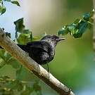 Gobemouche drongo