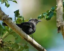 Northern Black Flycatcher