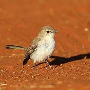 Marico Flycatcher