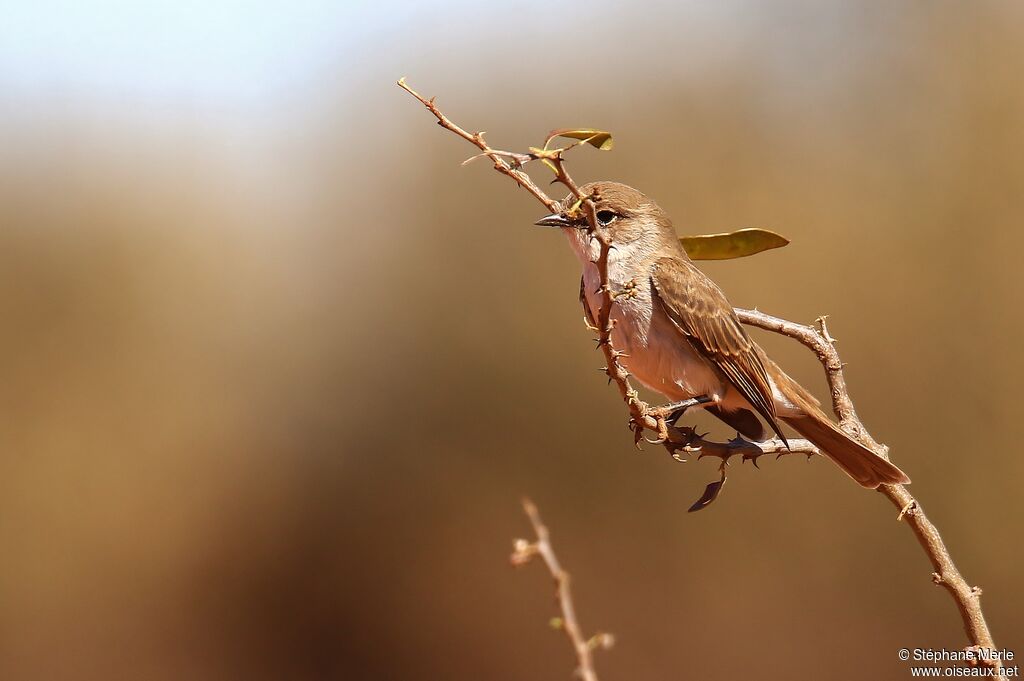 Marico Flycatcher