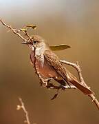 Marico Flycatcher