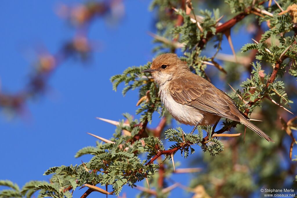 Marico Flycatcher