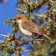 Marico Flycatcher