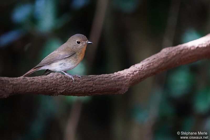 Chinese Blue Flycatcher female adult