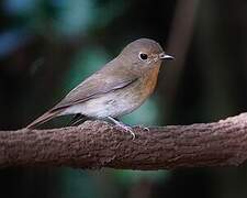 Chinese Blue Flycatcher