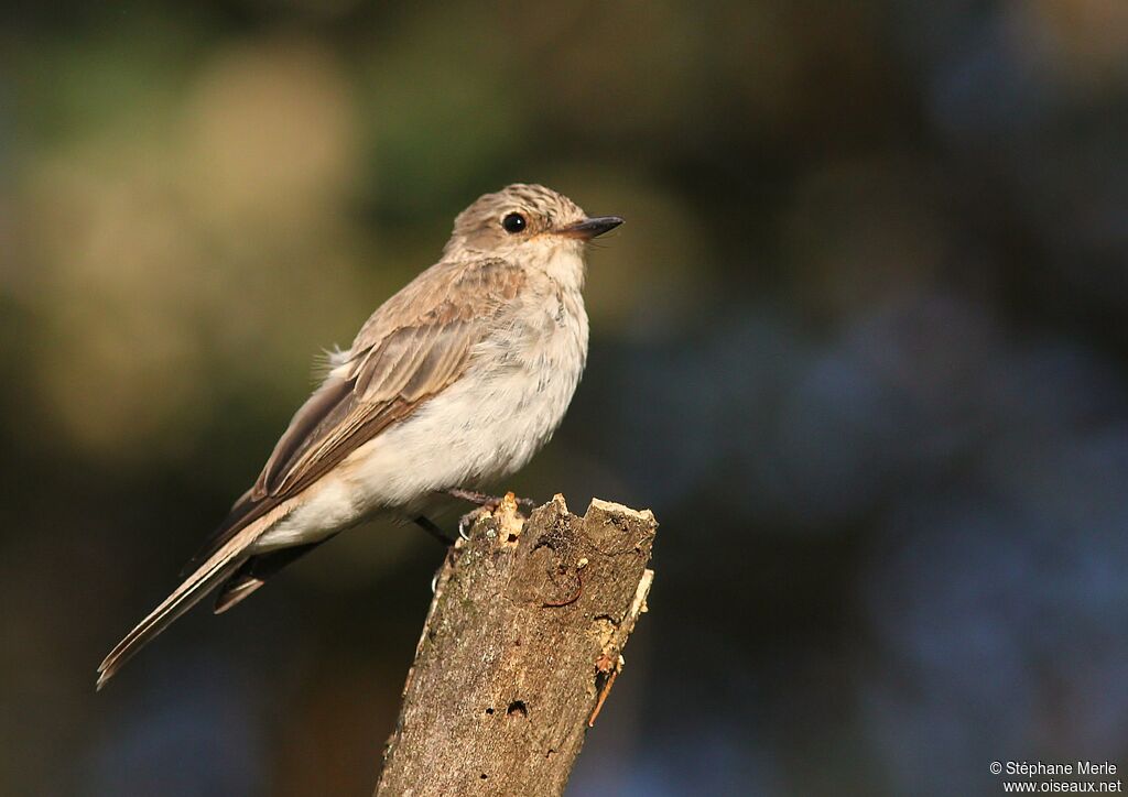 Gobemouche grisadulte