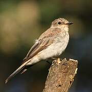 Spotted Flycatcher