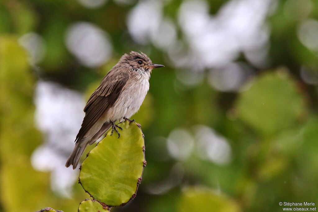 Spotted Flycatcheradult