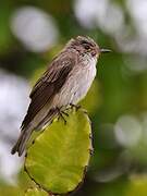 Spotted Flycatcher