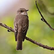 Spotted Flycatcher