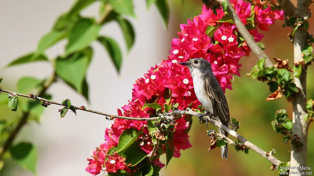 Spotted Flycatcher