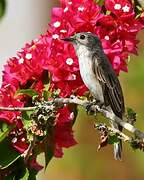 Spotted Flycatcher