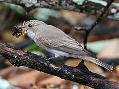 Spotted Flycatcher