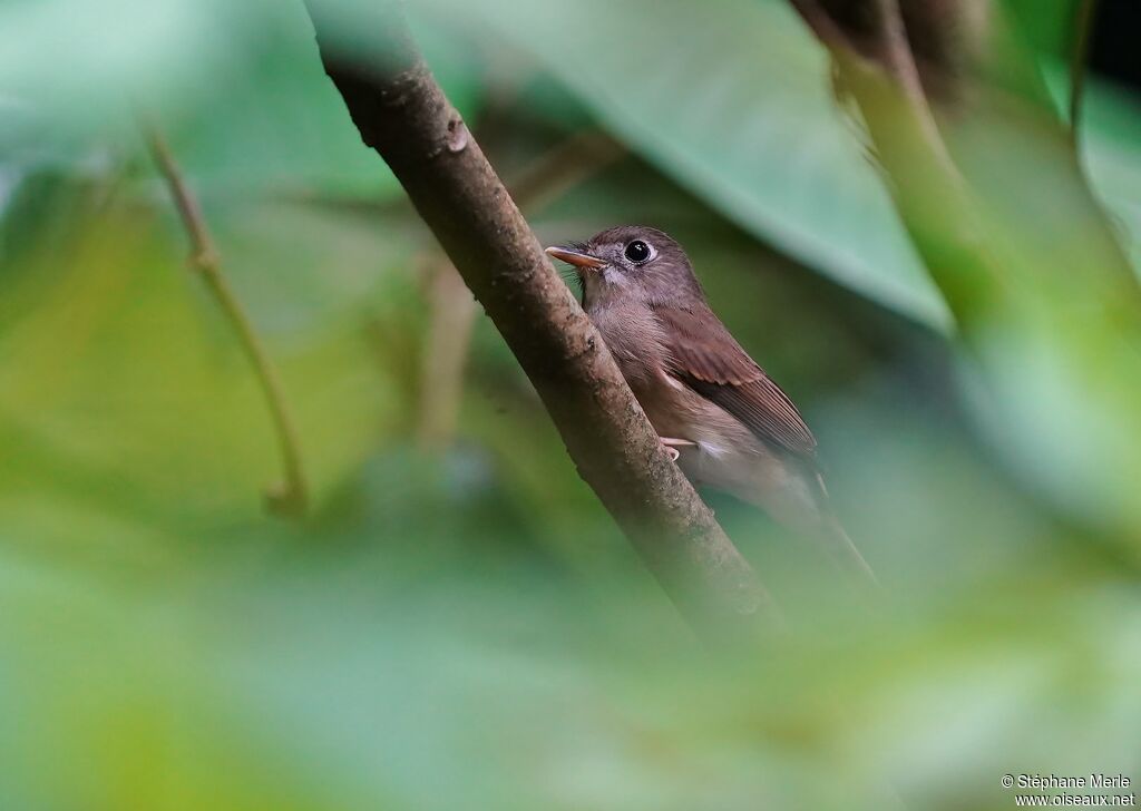 Brown-breasted Flycatcheradult