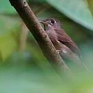 Gobemouche muttui