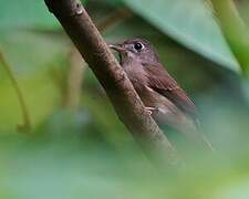 Brown-breasted Flycatcher