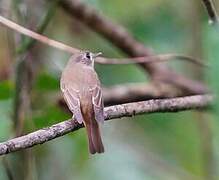 Brown-breasted Flycatcher