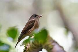 Brown-breasted Flycatcher