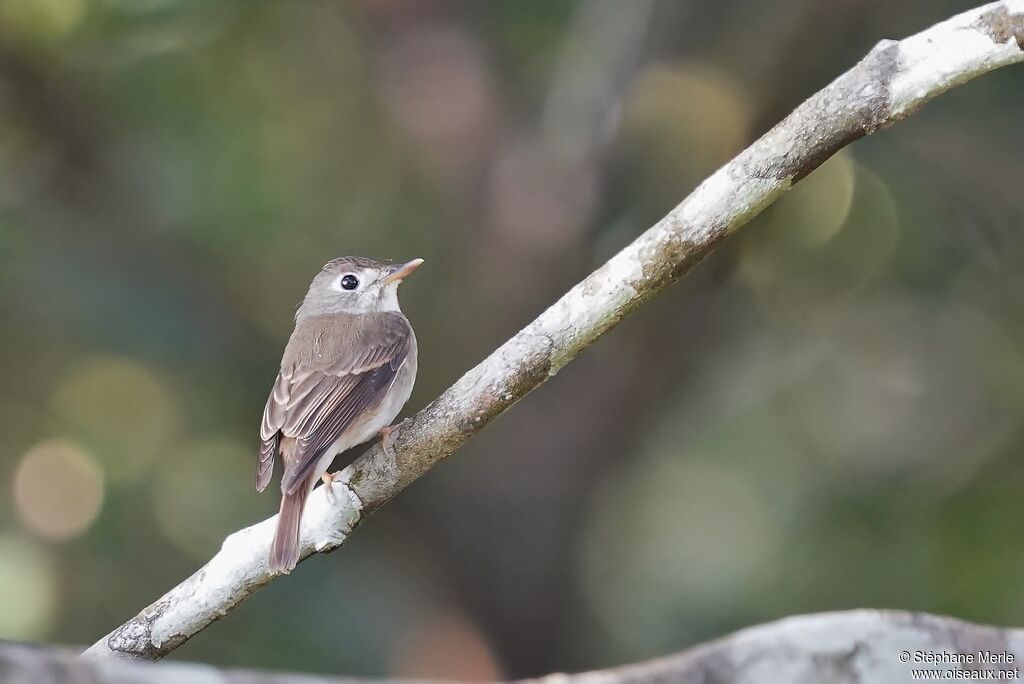 Brown-breasted Flycatcheradult