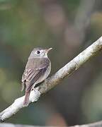 Brown-breasted Flycatcher