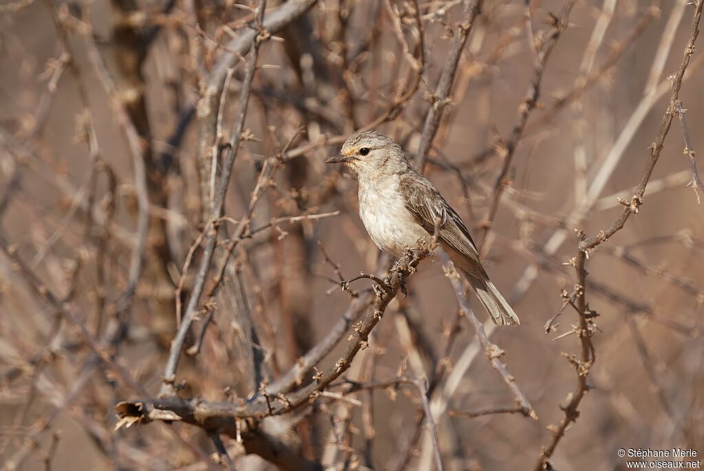 Pale Flycatcheradult