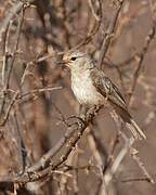 Pale Flycatcher