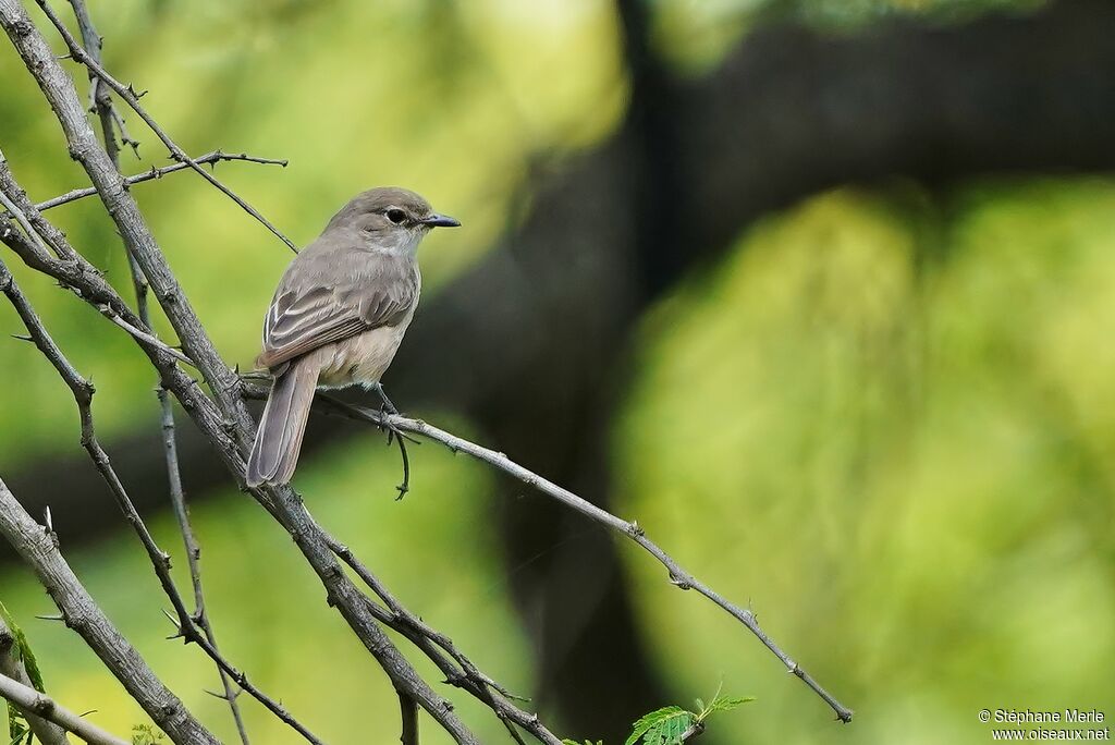 Pale Flycatcheradult