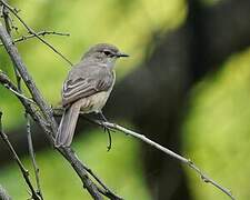 Pale Flycatcher