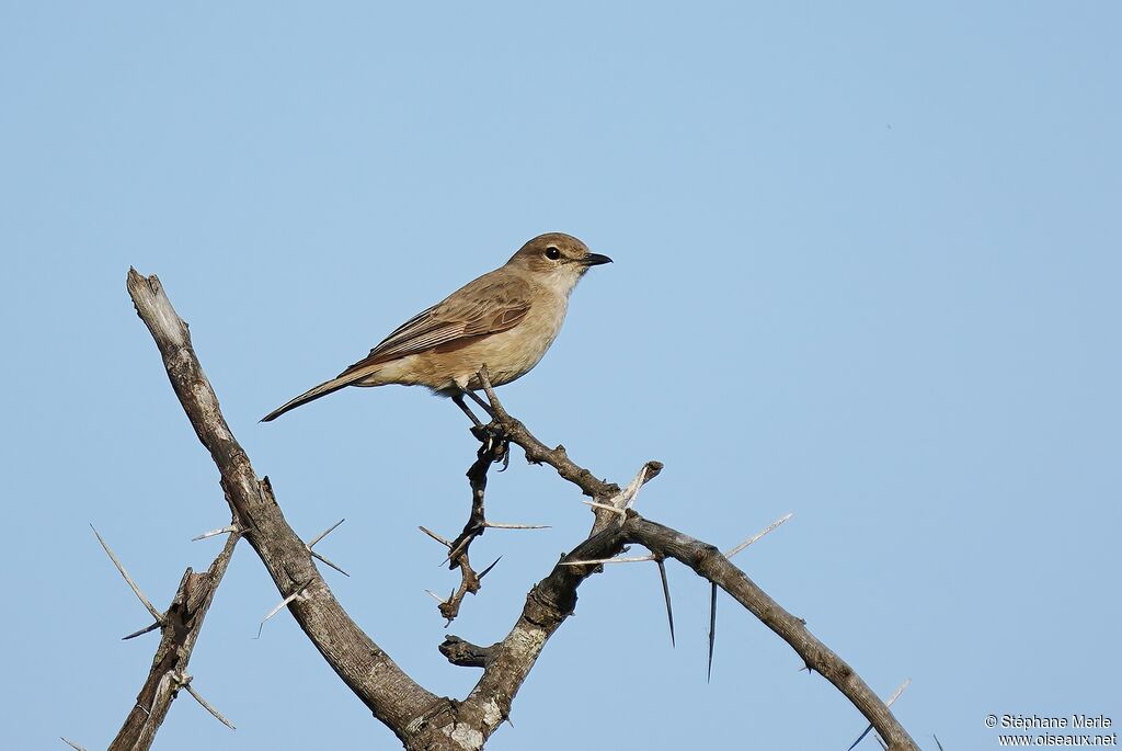 Pale Flycatcheradult