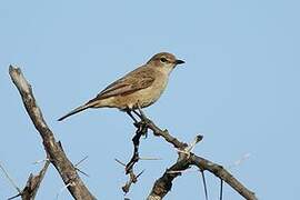 Pale Flycatcher