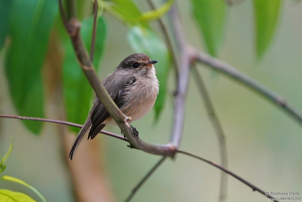 African Dusky Flycatcheradult